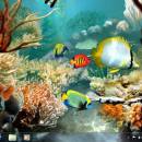 Tropical Fish 3D Screensaver screenshot