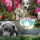 Lovely Dogs Animated Wallpaper screenshot