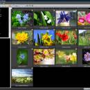 ACDSee Picture Frame Manager screenshot