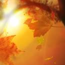 Leaf Fall Animated Wallpaper screenshot